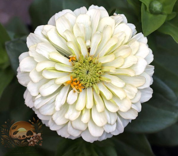 Zinnia Magellan Ivory