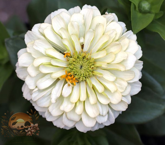 Zinnia Magellan Ivory