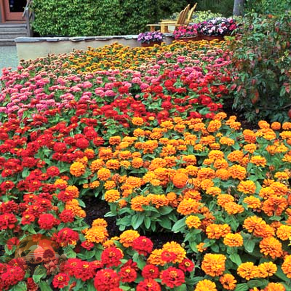 Zinnia Magellan Mix