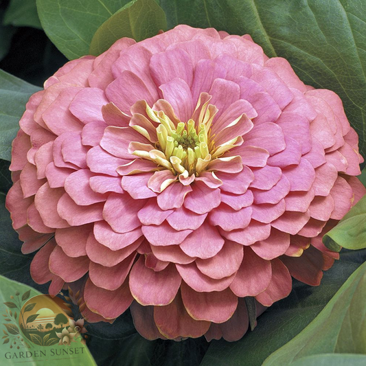 Zinnia Magellan Salmon