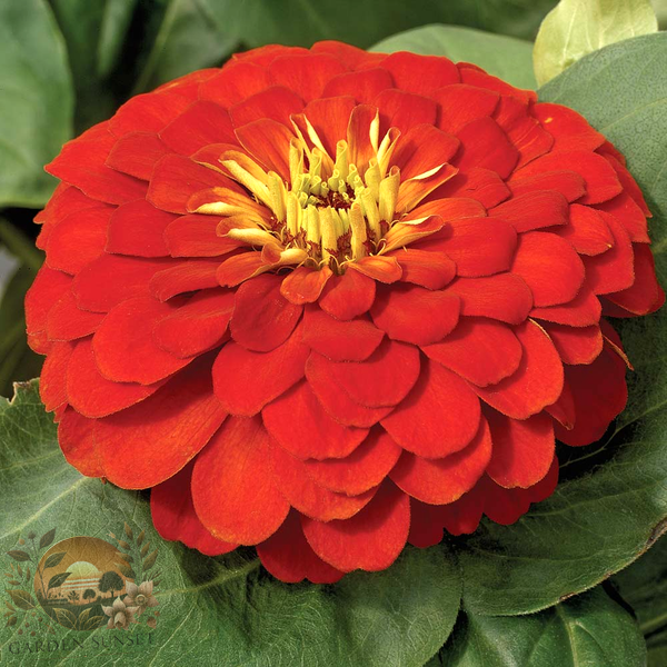 Zinnia Magellan Scarlet