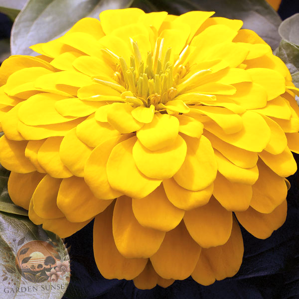 Zinnia Magellan Yellow