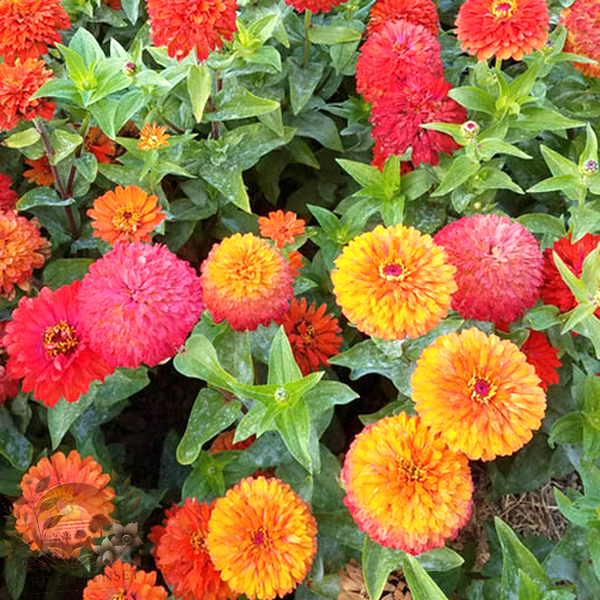 Zinnia Magic Bus