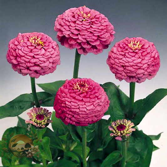 Zinnia Oklahoma Carmine