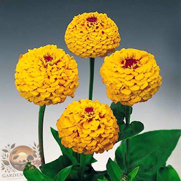 Zinnia Oklahoma Golden Yellow