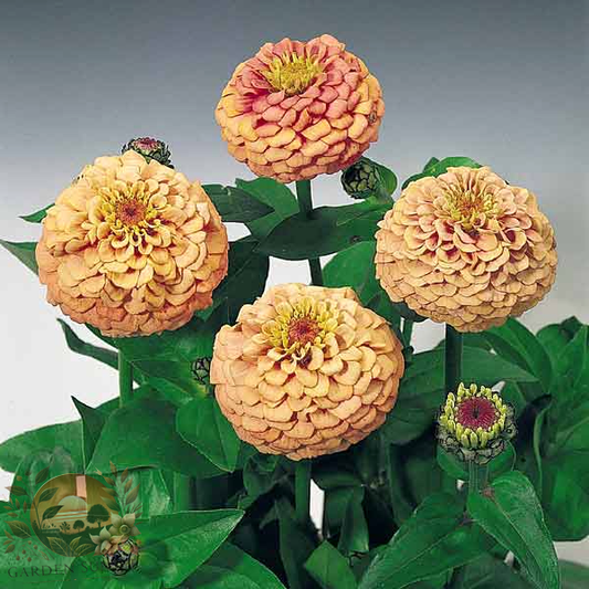 Zinnia Oklahoma Salmon