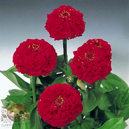 Zinnia Oklahoma Scarlet