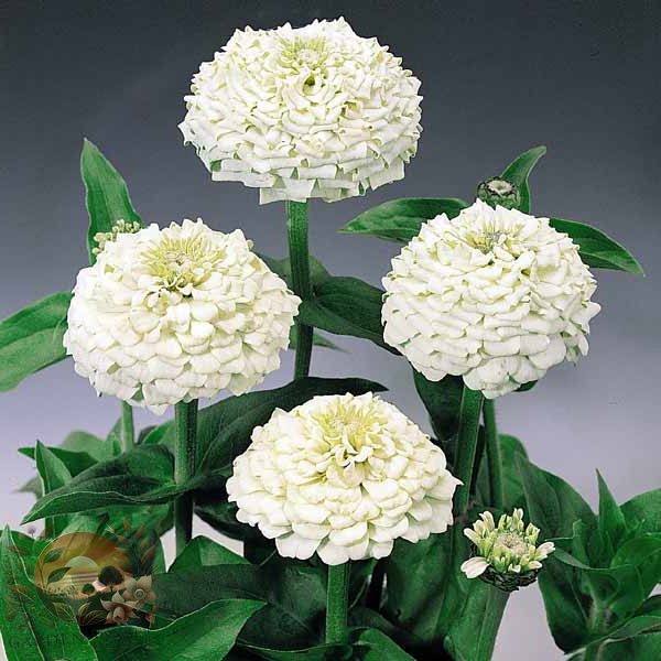 Zinnia Oklahoma White