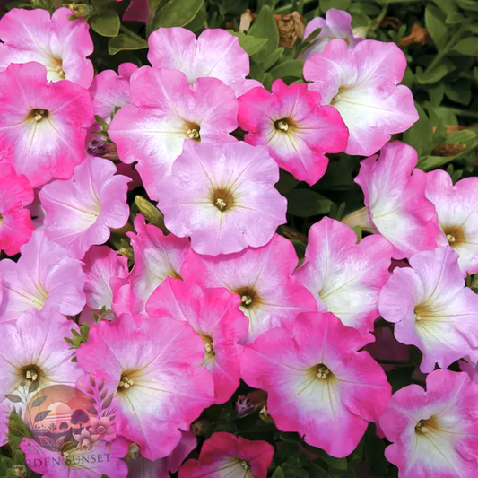 Petunia Opera Supreme Pink Morn