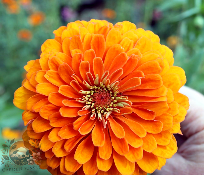 Zinnia Orange King