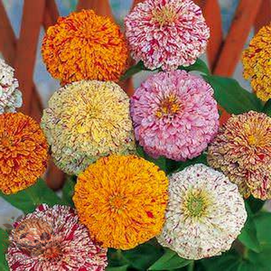 Zinnia Peppermint Stick