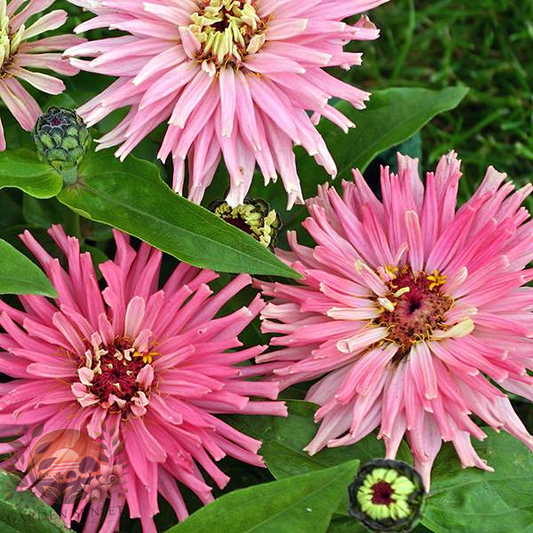 Zinnia Pinca