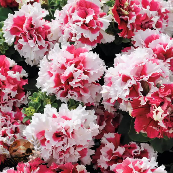 Petunia Pirouette Red Double