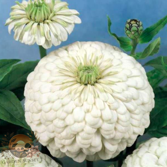 Zinnia Polar Bear