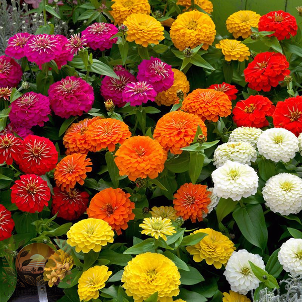 Zinnia Preciosa Mix