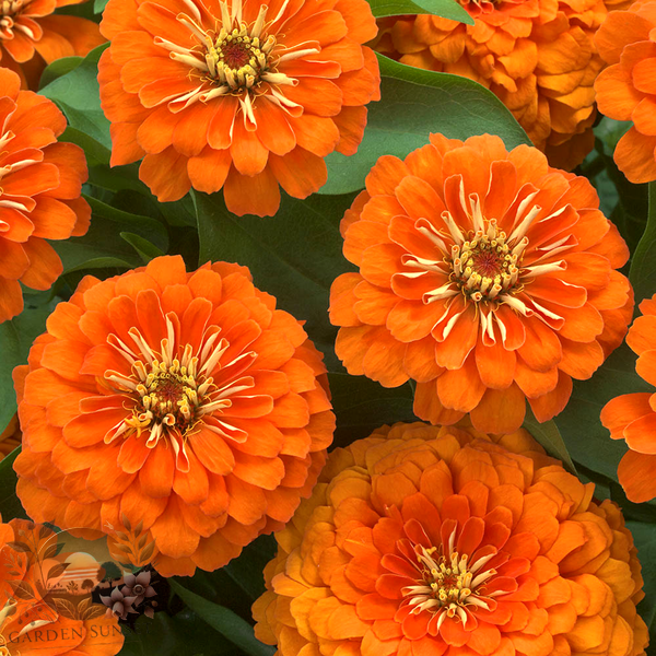 Zinnia Preciosa Orange