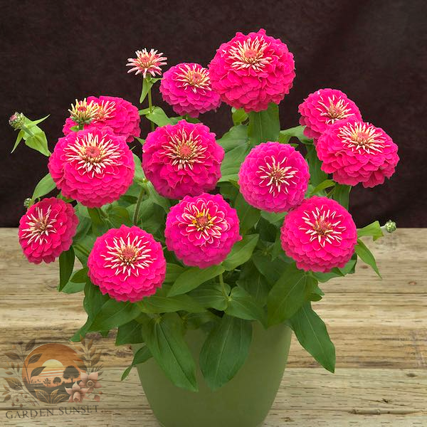 Zinnia Preciosa Pink