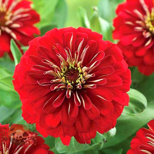 Zinnia Preciosa Red