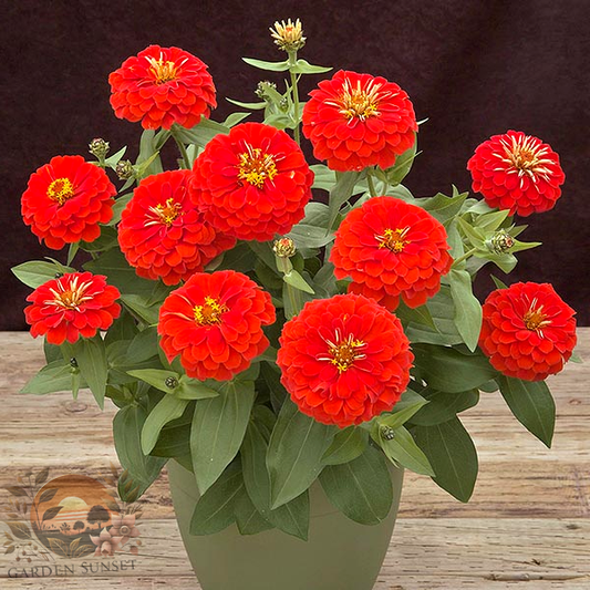 Zinnia Preciosa Scarlet