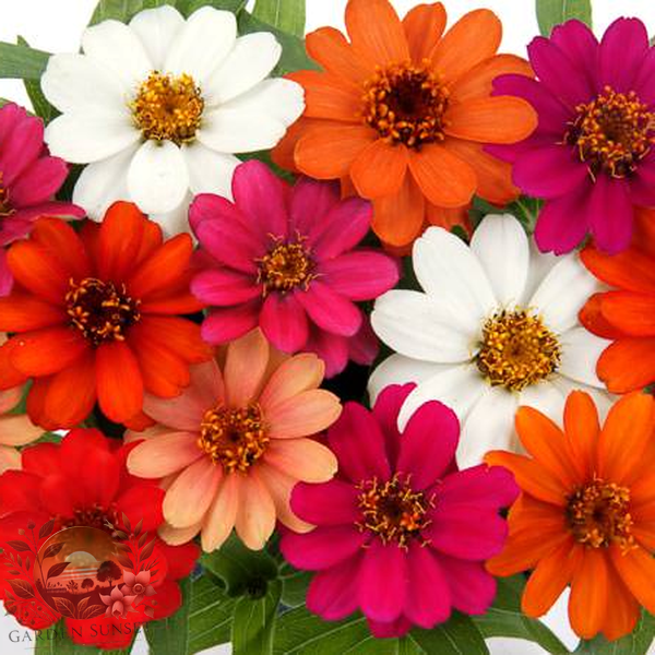 Zinnia Profusion 5 Color Mix