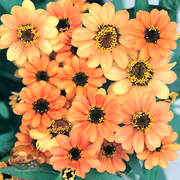 Zinnia Profusion Apricot