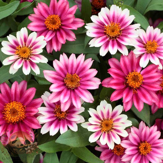 Zinnia Profusion Cherry Bicolor