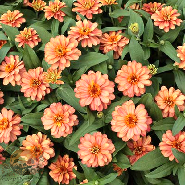 Zinnia Profusion Double Deep Salmon