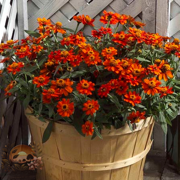 Zinnia Profusion Double Fire