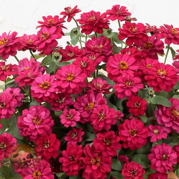 Zinnia Profusion Double Hot Cherry