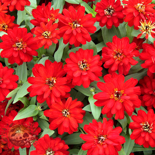 Zinnia Profusion Double Red