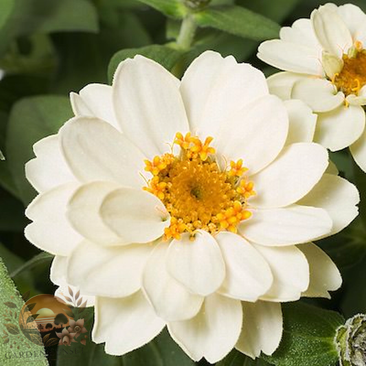 Zinnia Profusion Double White