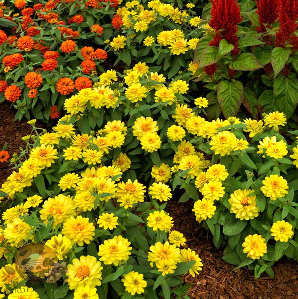 Zinnia Profusion Double Yellow