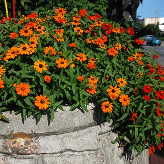 Zinnia Profusion Fire