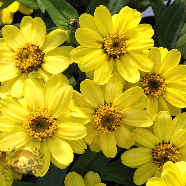 Zinnia Profusion Lemon