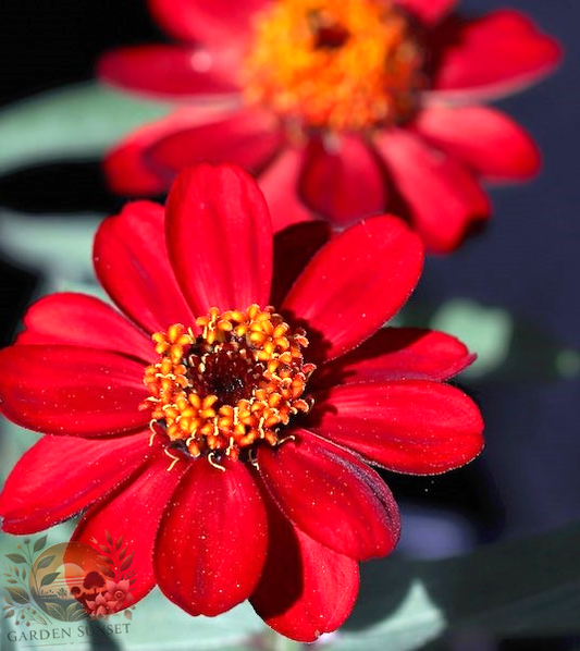 Zinnia Profusion Red