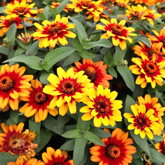 Zinnia Profusion Red Yellow Bicolor