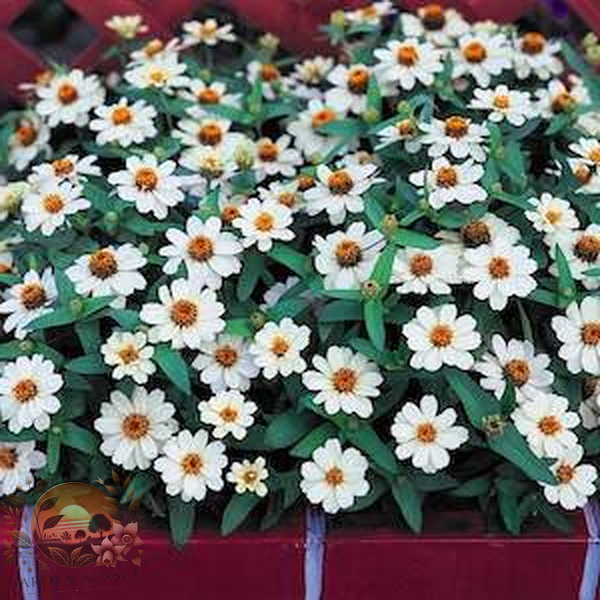 Zinnia Profusion White