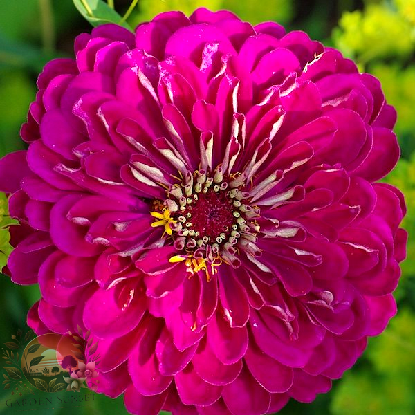 Zinnia Purple Prince