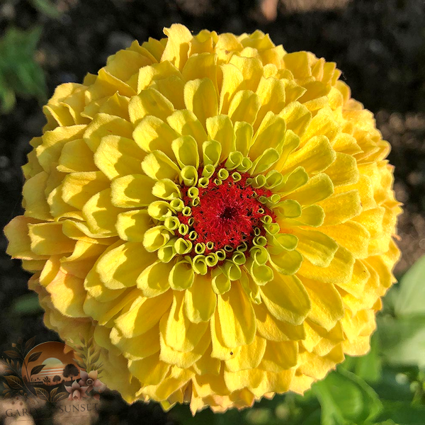 Zinnia Queen Lemon Peach