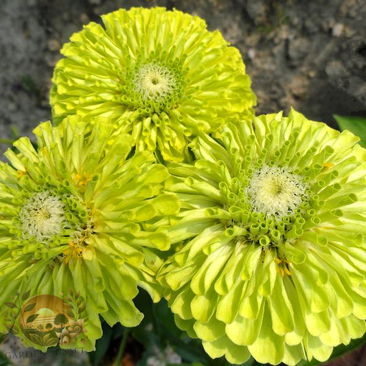 Zinnia Queen Lime Green