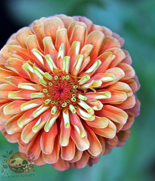 Zinnia Queen Lime Orange