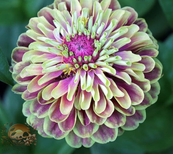 Zinnia Queen Lime With Blotch