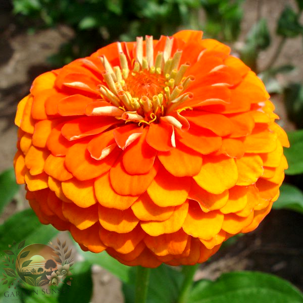 Zinnia Queen Pure Orange