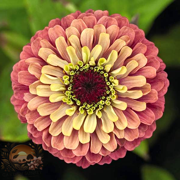 Zinnia Queen Red Lime