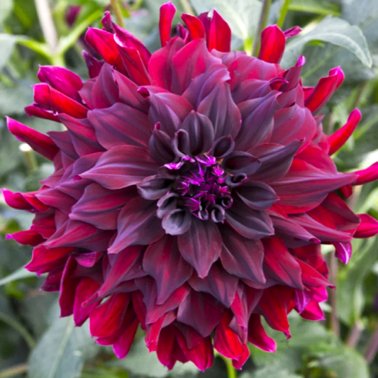 Dahlia Rip City