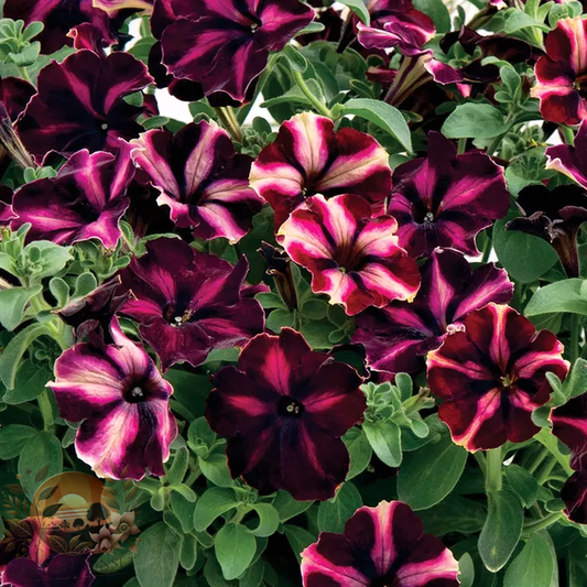 Petunia Romantica Moonlight