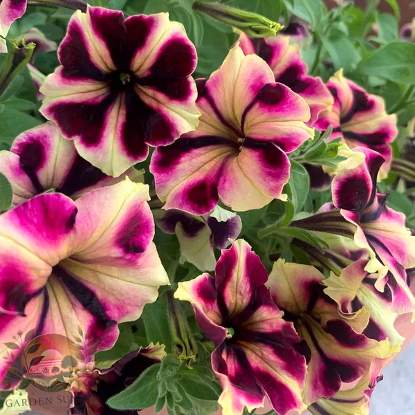 Petunia Romantica Norma