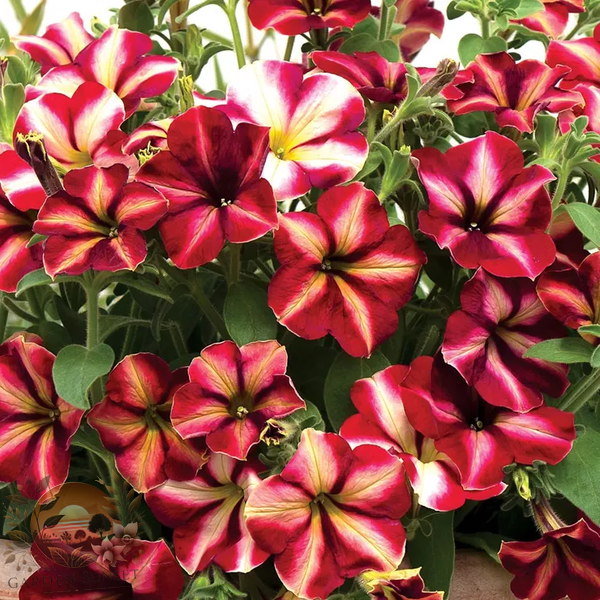 Petunia Romantica Star