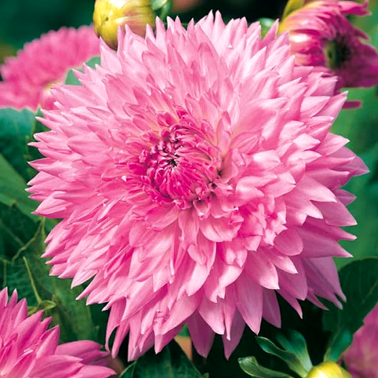 Dahlia Sakura Fubuki