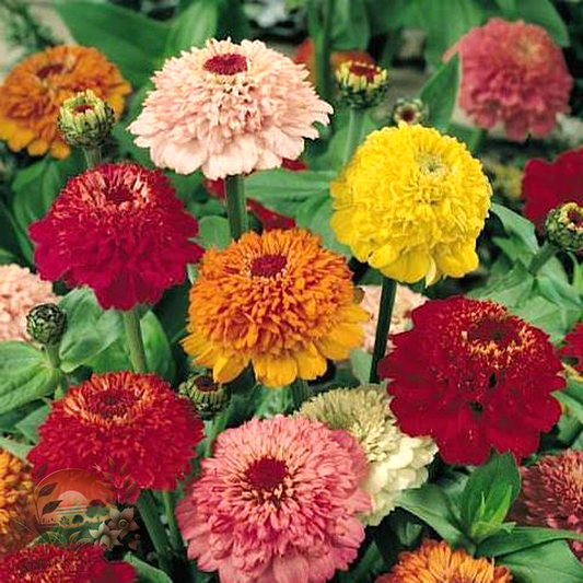 Zinnia Scabiosa Flow­ered Mix